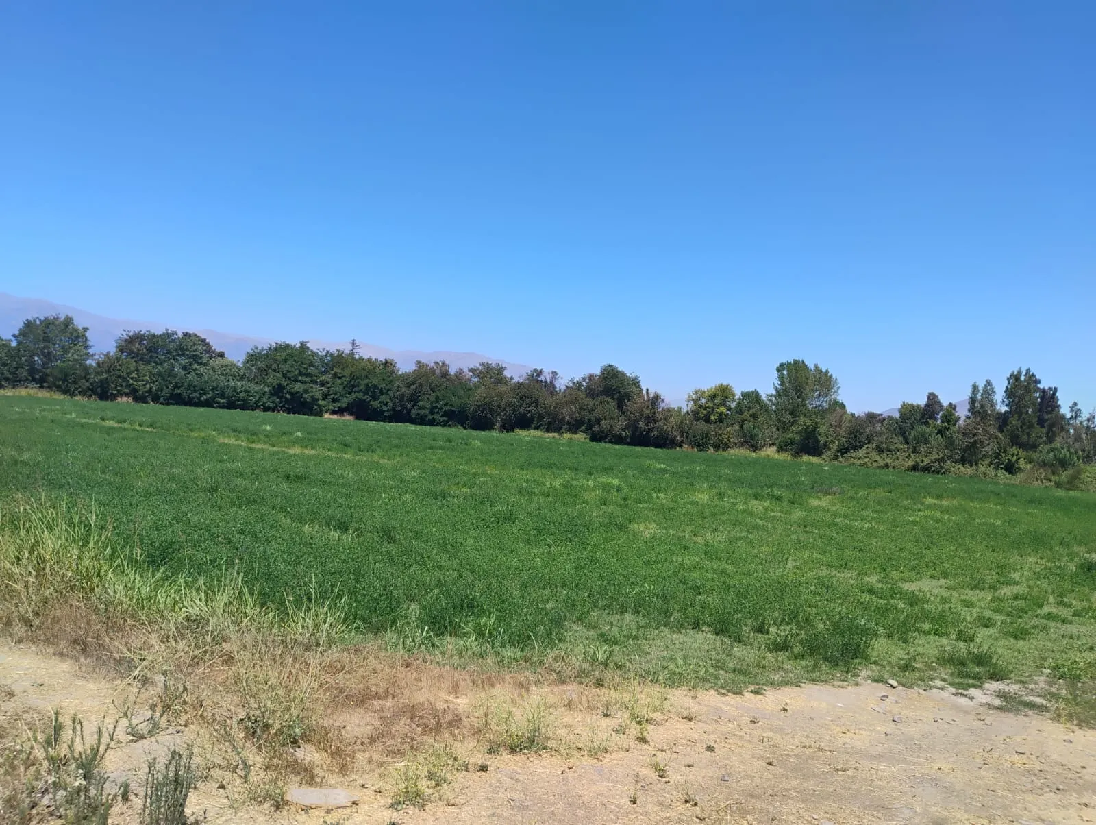 Terreno con excelente ubicación en Buin (Periferia de Región Metropolitana)